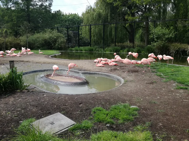 Flamingos at the Zoo of Planckendael